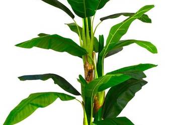 Sztuczny Bananowiec 1,8m 4 pnie w doniczce gęsty dużo zielonych liści HIT