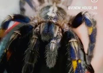 Para pajączków 5,5 DC