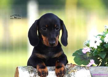 Jamnik krótkowłosy króliczy/min.ZKwP/FCI