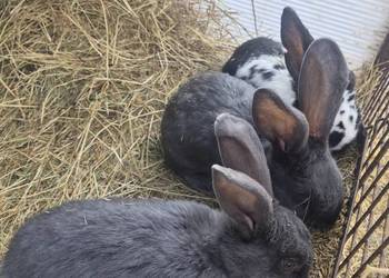 Olbrzym srokacz niebieski samce