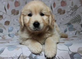 Golden Retriever szczeniaki