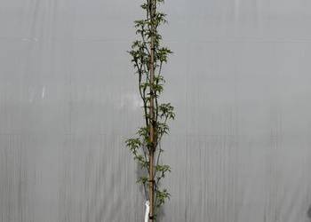 Ambrowiec st. "Slender Silh" 250-300cm