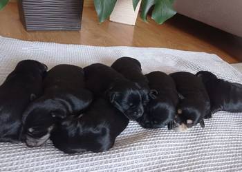 Sznaucer miniatura , miniaturka