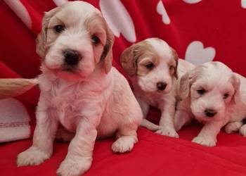 Cockapoo kokapo cocker spaniel/pudel