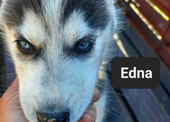 Syberiany husky