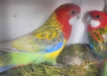 Papugi rozelle białolice