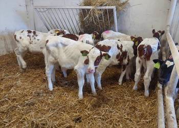 Byczki  cielęta mięsne Wileluń i okolice