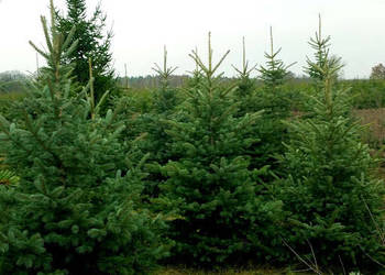 Choinki, świerk. Choinka świeżo cięta lub prosto z plantacji