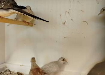 Gołąbki diamentowe 2025