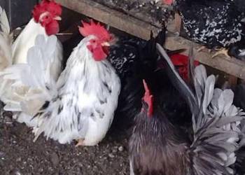 Młode kury chabo OSTATNIA PARA NA SPRZEDAŻ