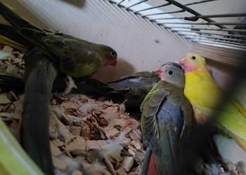 Papugi księżniczki walli Papugi księżniczki walli