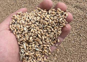 Pszenica zbiór 2025