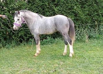 4-letni Ogier Walijski