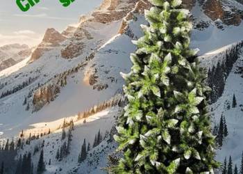 Piękna choinka 250 cm w metalowym stojaku