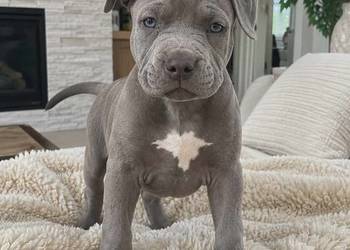 Amstaff blue