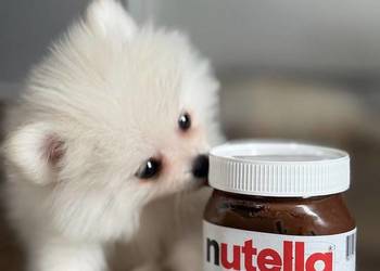 Szczeniaki rasy Szpic miniaturowy