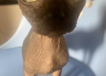 Sfinks Kanadyjski. Do odbioru kocurek. Rodowód