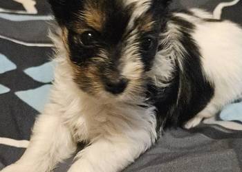 Biewer Yorkshire Terrier suczka