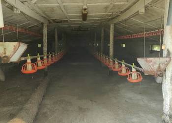 Paszociąg Linie paszowe linie wodne karmidła ferma drobiu 4x90m