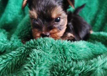 Yorkshire terrier do rezerwacji