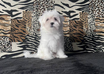 Maltańczyki,  Maltańczyk piesek