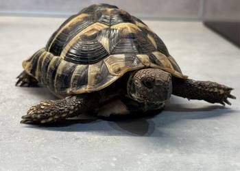 Żółw grecki | żółwie greckie | transport cała Polska