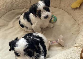 Yorkshire Trrier Biewer piesek