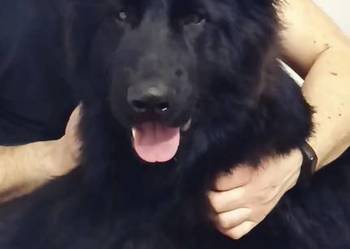 szczeniaki owczarki niemieckie długowłose ZKwP FCI