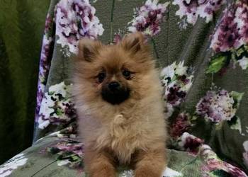 Piękny Mały Szpic Niemiecki rodzice FCI