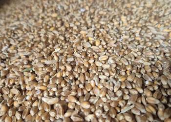 Pszenica ozima dla kur, gołębi