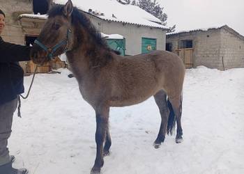 Sprzedam klacze konika polskiego lub zamienię