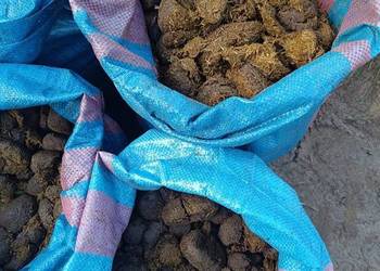 Obornik koński czysty bez słomy