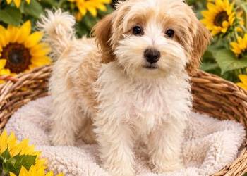 Odchowany synek Maltipoo Maltanczyk & Pudel Toy Mega Wyprawka Metryka