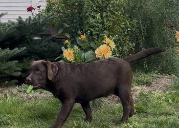 Labrador Czekoladowy szczenię