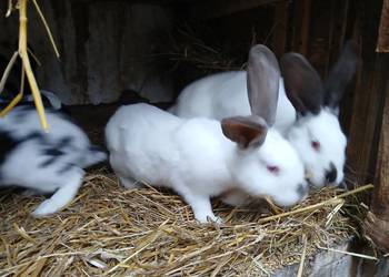 Króliki samce samice 6 i 7 miesieczne mieszańce