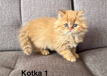 Rudo-biszkoptowe kotki perskie