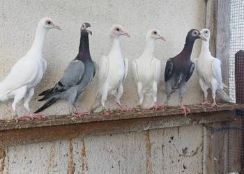Gołębie ozdobne karier kariery młode 2025r