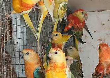 Sprzedam  swiergotki