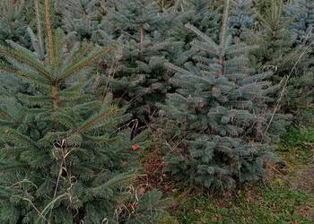 Świerk srebrny 80-150 cm w doniczkach