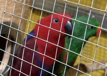 Lora wielka - para Lora wielka - para