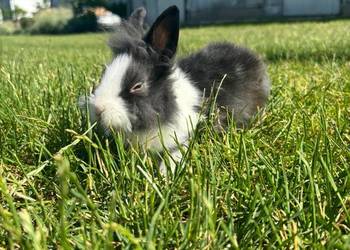 Króliki miniaturki Prywatna Hodowla