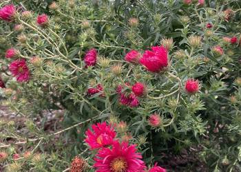 Aster różowy wieloletnie