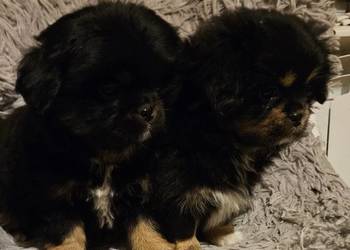 Szczeniaki Pekinczyka odrobaczone oraz zaszczepione . NPekińczyk szczeniaki