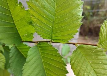 Wiąz szypułkowy sadzonki w doniczkach Ulmus laevis