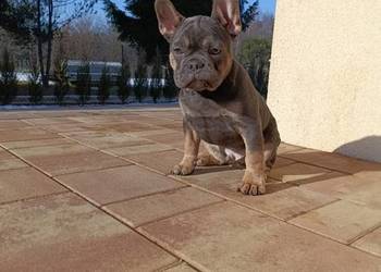 Buldog francuski blue &tan chłopczyk