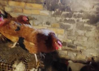 Kury nioski sprzedam