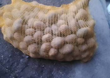 Ziemniaki sadzeniaki