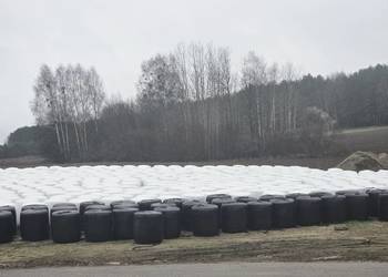 Bele kiszonki z kukurydzy ziarnowej, duża zawartość ziarna, transport