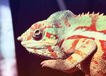 Kameleon lamparci