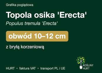 Topola osika 'Erecta' (Populus tremula) obwód 10-12 cm, z bryłą – HURT